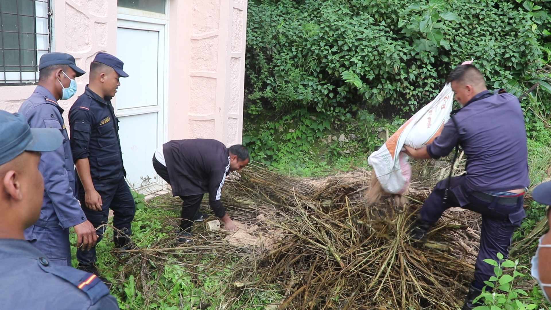 गुल्मीमा प्रहरीद्धारा ठूलो परिमाणमा गाँजा फडानी र नष्ट