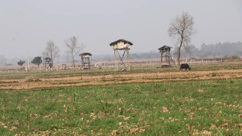 बाली जोगाउन सिंगो गाउँ नै खेतमा मचान बनाएर बस्न बाध्य