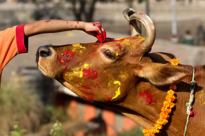 यमपञ्चक अर्थात् तिहारको तेस्रो दिन आज गाईको पूजाआजा गरी मनाइँदै