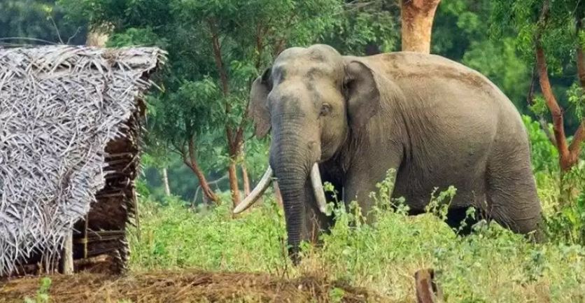 हात्तीको आक्रमणबाट भुटानी शरणार्थीको मृत्यु