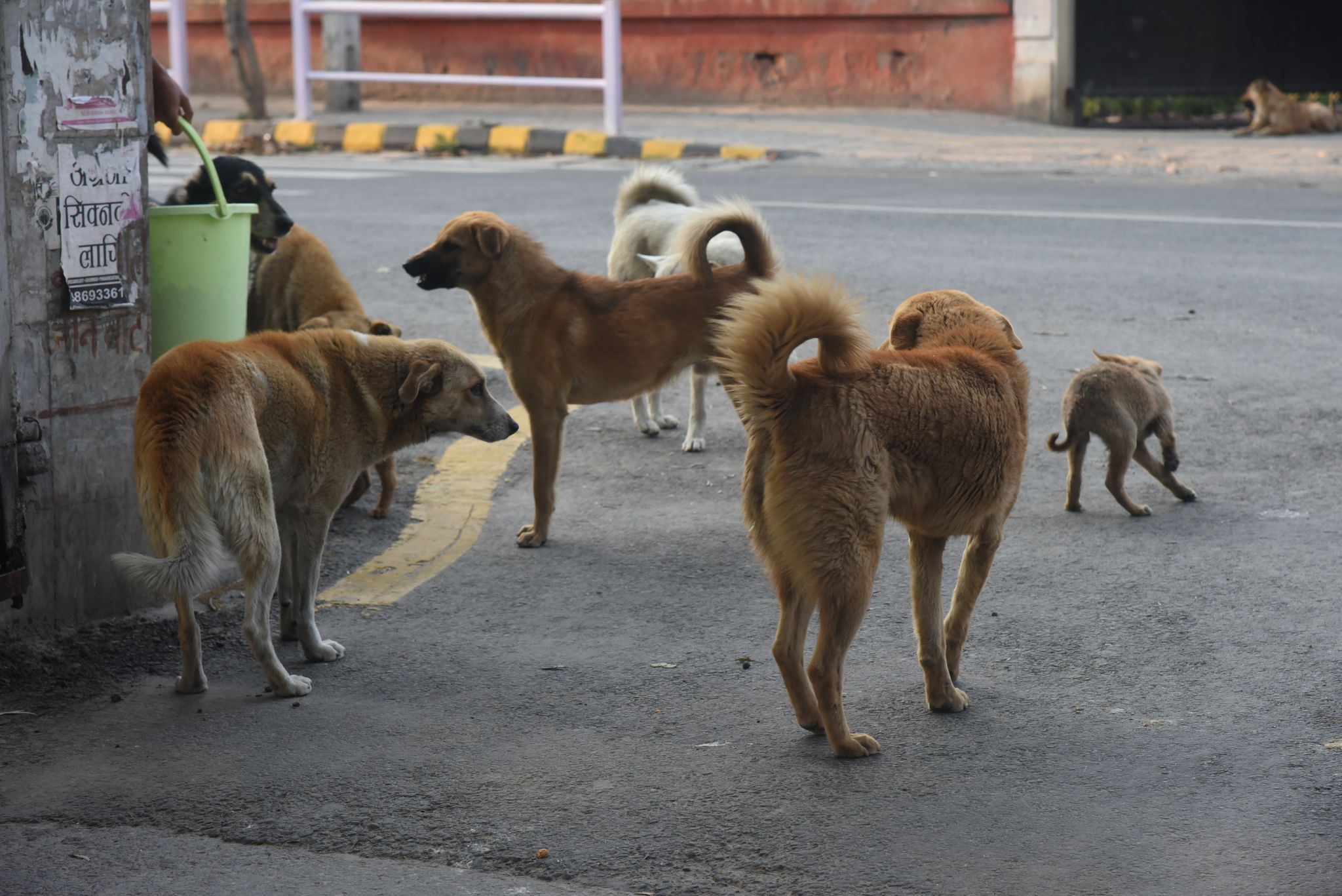 काठमाडौँ महानगरका सामुदायिक कुकुरमा ‘डिस्टेम्पर’ रोग, सचेत रहन आग्रह