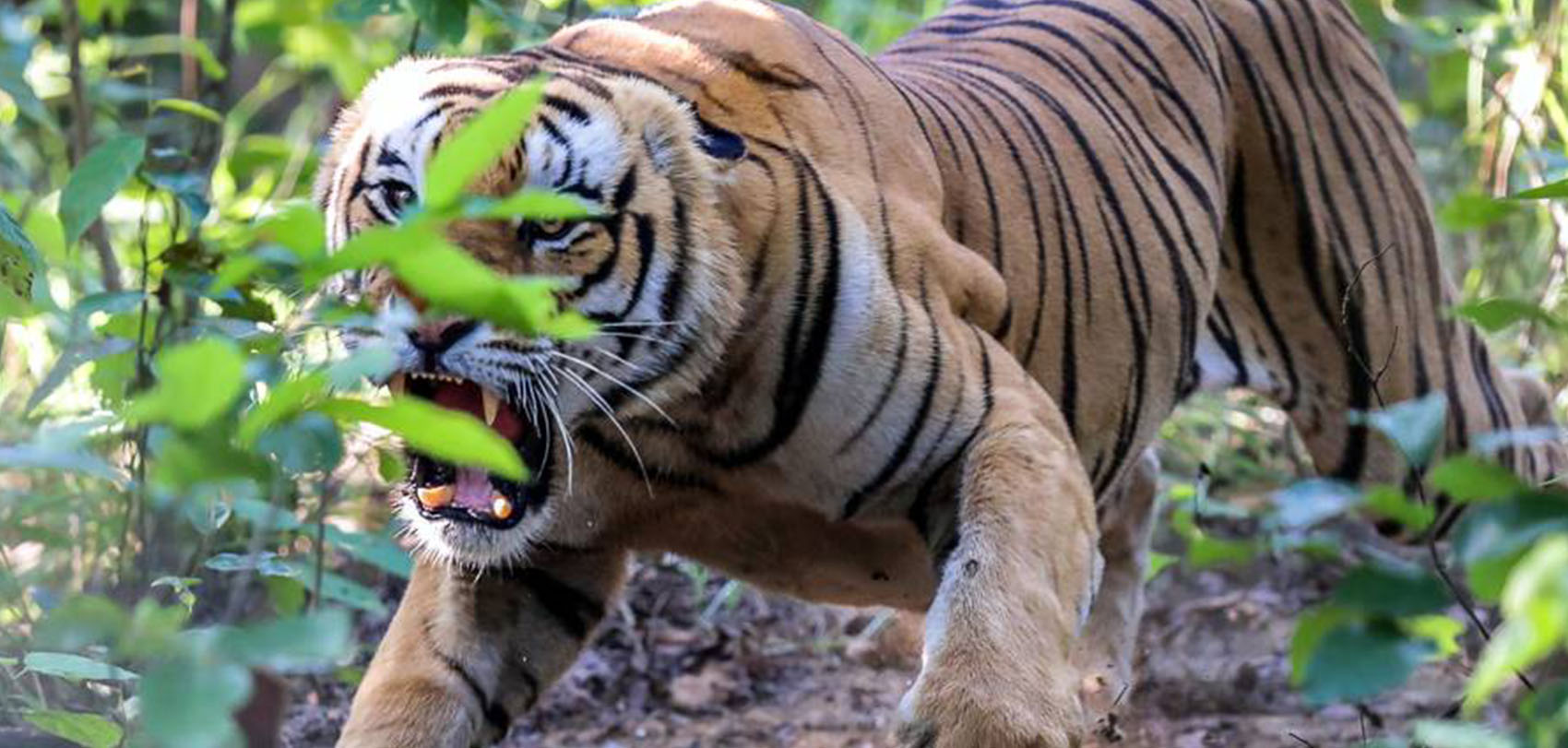 बर्दियाको मधुवनमा बाघको आक्रमणबाट एक महिलाको मृत्यु